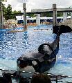 Sea World is yet another breathtaking park that lets you get close to the wild life - Shamu is a must see for all the family